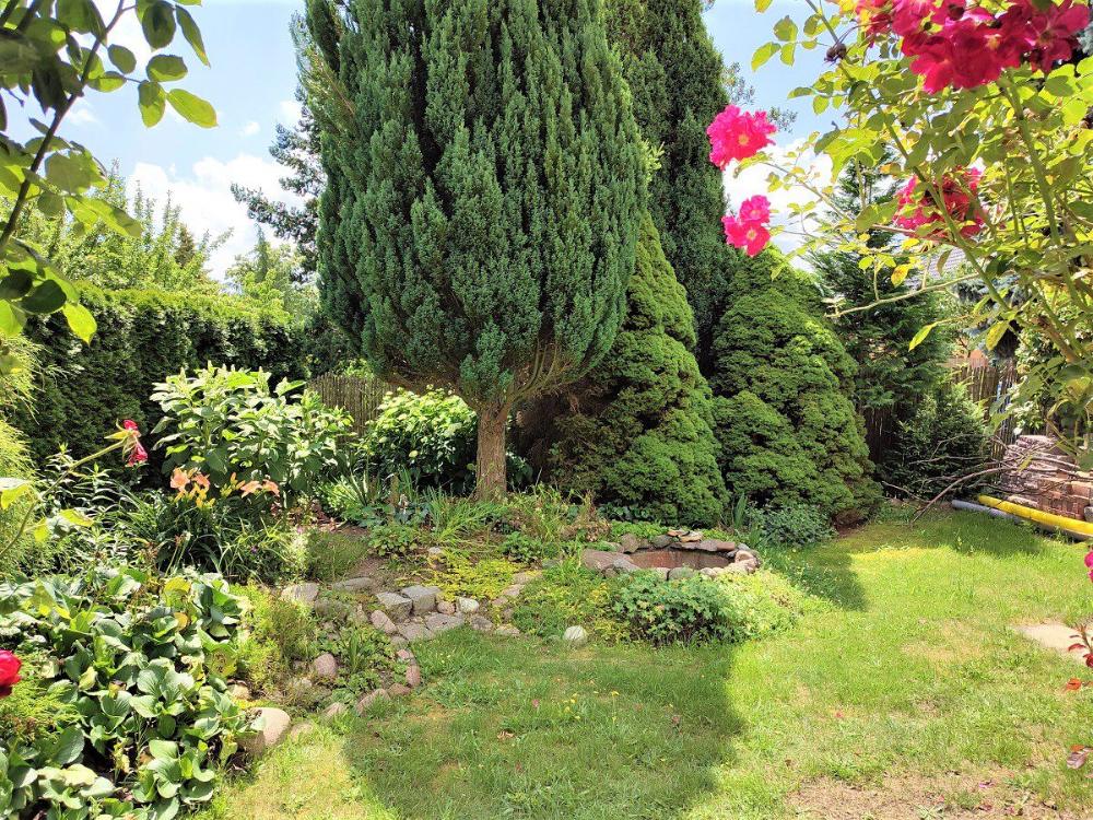 Rosa Rosen im Garten vor hohen Koniferen