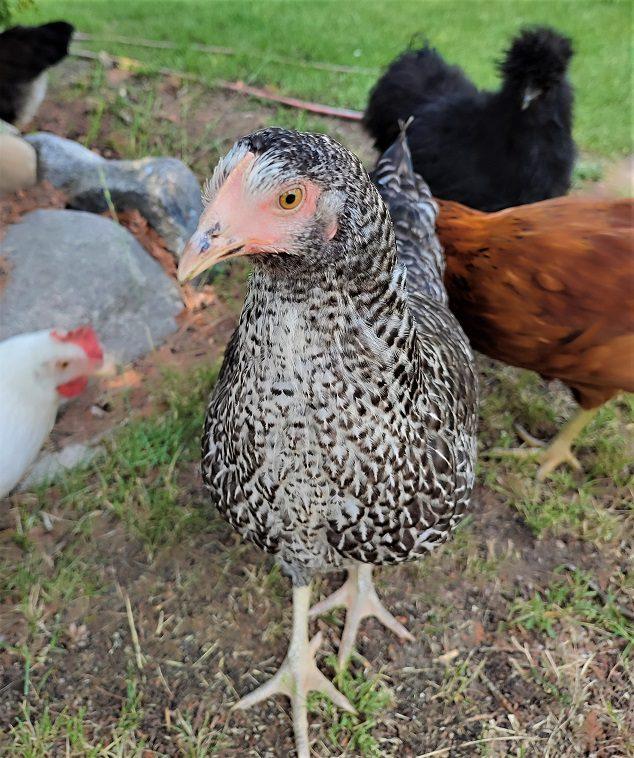 Gesprenkeltes Huhn zwischen Blumen